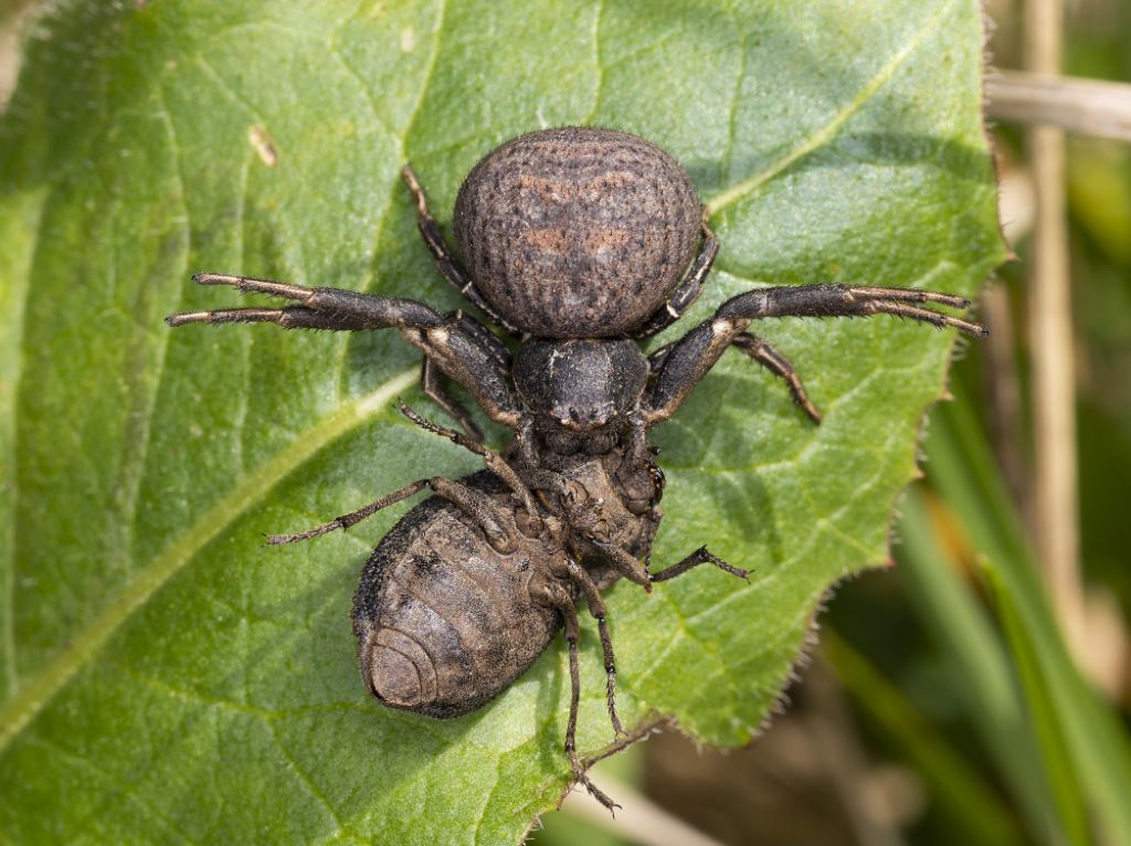 Thomisidae da ientificare